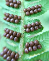 Alsophila firma