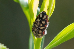 Acmaeodera gibbula