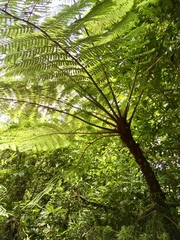 Alsophila firma
