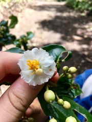 Miconieae
