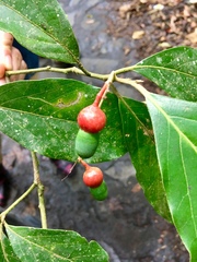 Nectandra