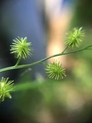 Pseudechinolaena polystachya