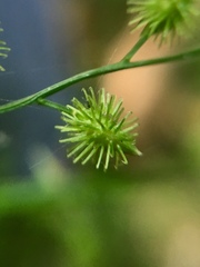 Pseudechinolaena polystachya