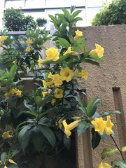 Allamanda schottii