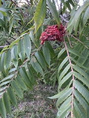Rhus typhina