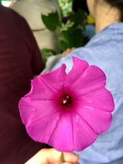 Ipomoea philomega