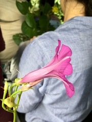 Ipomoea philomega