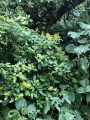 Palicourea lasiorrhachis