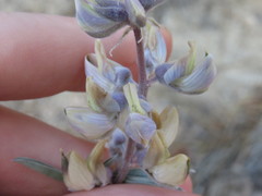 Lupinus elatus