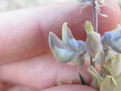 Lupinus elatus