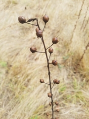 Scrophularieae