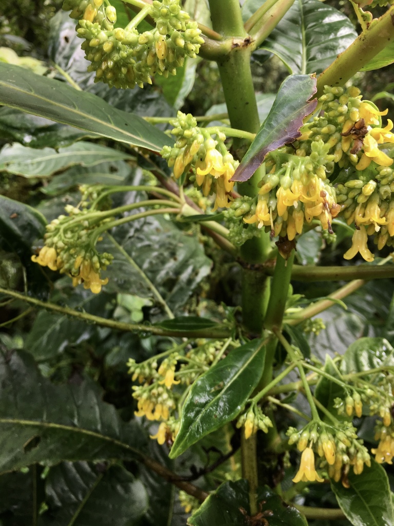 Hoffmannia josefina