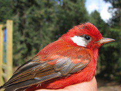 Cardellina rubra