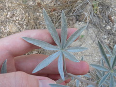 Lupinus elatus