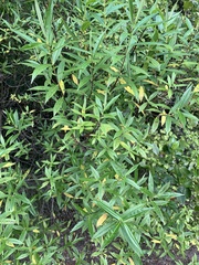 Corokia buddleioides