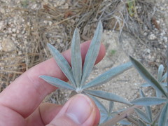 Lupinus elatus