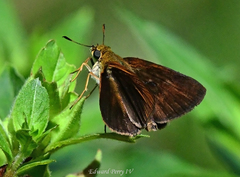 Euphyes dukesi calhouni