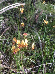 Diuris orientis