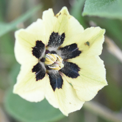 Physalis mollis mollis