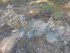 Lupinus elatus