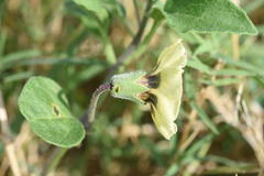 Physalis mollis mollis