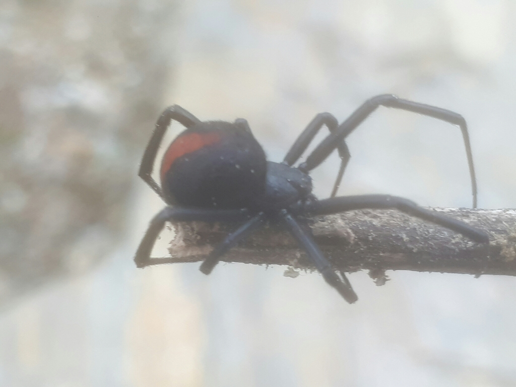 Redback Spider from Cornish Point New Zealand on August 08, 2017 at 03: ...