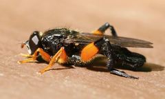 Chalcosyrphus curvaria