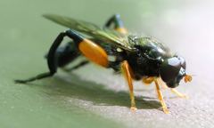 Chalcosyrphus curvaria