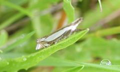 Crambus pascuella