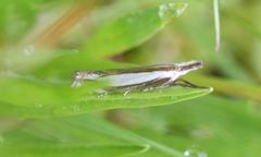 Crambus pascuella