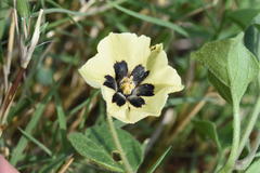 Physalis mollis mollis