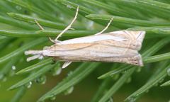 Crambus pascuella