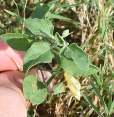 Physalis mollis mollis