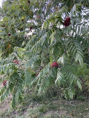 Rhus typhina