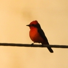 Pyrocephalus rubinus