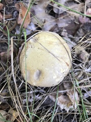 Retiboletus vinaceipes