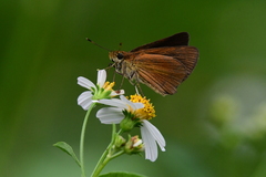 Euphyes dukesi calhouni