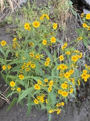 Bidens