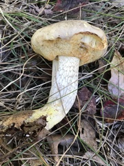 Retiboletus vinaceipes