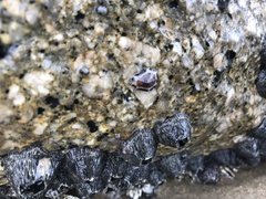 Patelloida saccharina