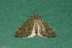 Austrocidaria callichlora