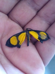 Cyllopoda jatropharia