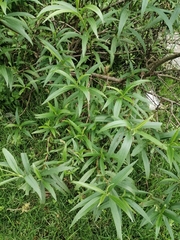 Barkleyanthus salicifolius