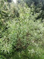 Barkleyanthus salicifolius