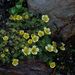 Saxifraga nambulana - Photo (c) erionoire, some rights reserved (CC BY-NC-SA), uploaded by erionoire
