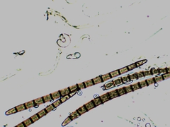 Geoglossum difforme