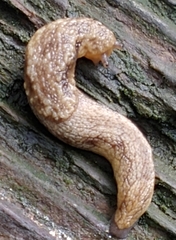 Prophysaon vanattae
