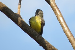 Tyrannus albogularis