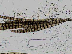 Geoglossum difforme
