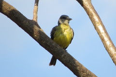 Tyrannus albogularis